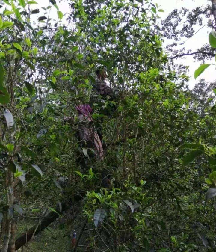 2022年一扇磨古樹(shù)春茶特點(diǎn)？