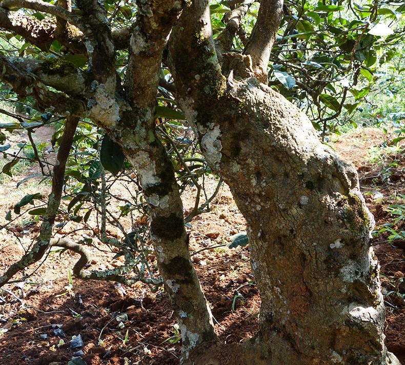 2022年一扇磨山林之息，雨林之味，原始之態(tài)