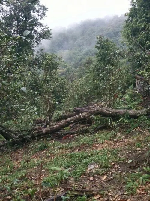 2022年一扇磨古樹(shù)春茶價(jià)格？