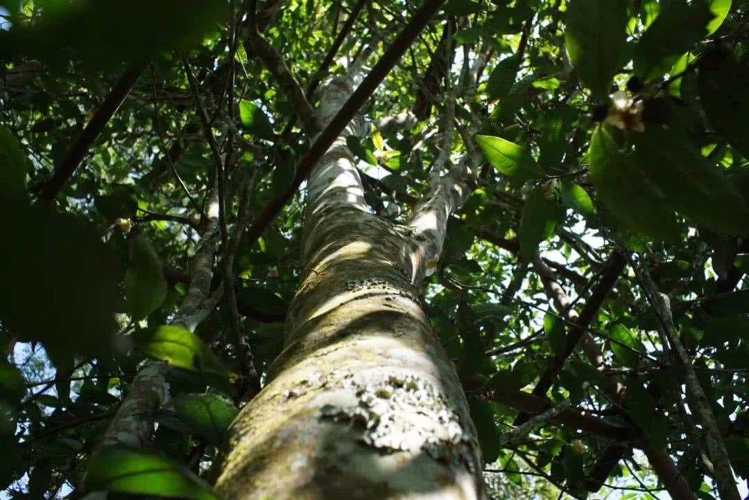 2022年香椿林古樹(shù)春茶口感？