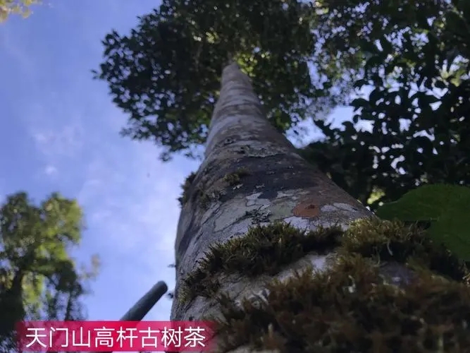 2022年天門(mén)山古樹(shù)春茶特點(diǎn)？