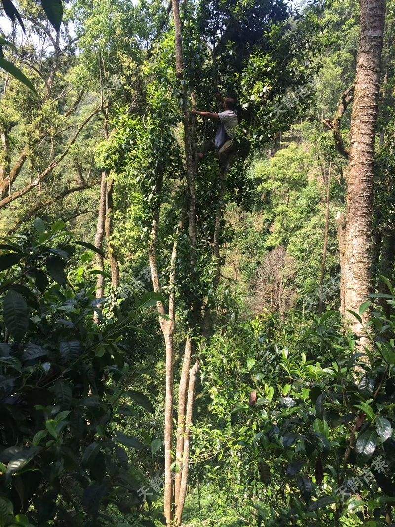 2022年天門(mén)山古樹(shù)春茶口感？