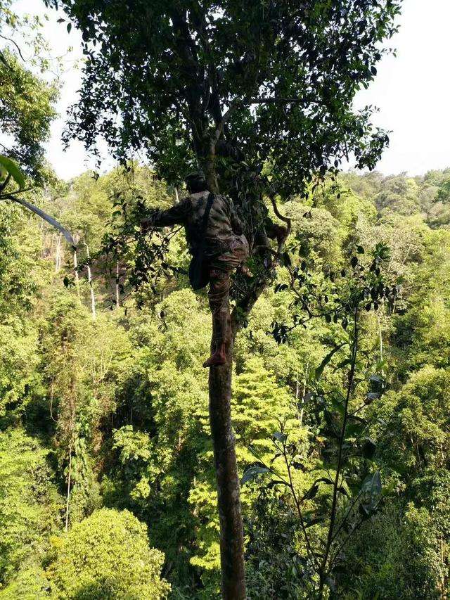 2022年天門山古樹春茶價格？