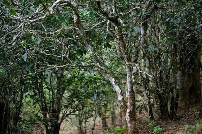 2022年高山寨古樹春茶特點(diǎn)？