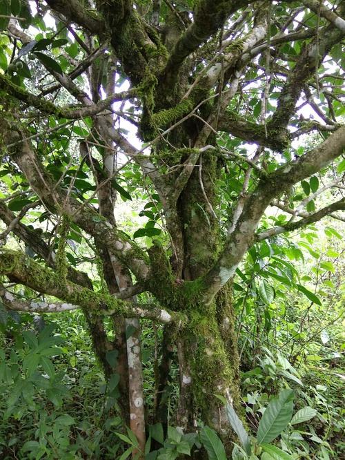 2022年高山寨古樹春茶口感？