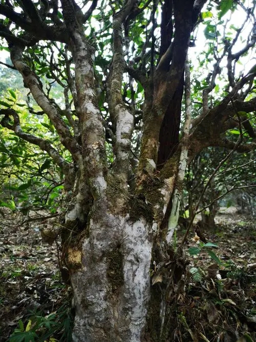 2022年高山寨古樹春茶價格？