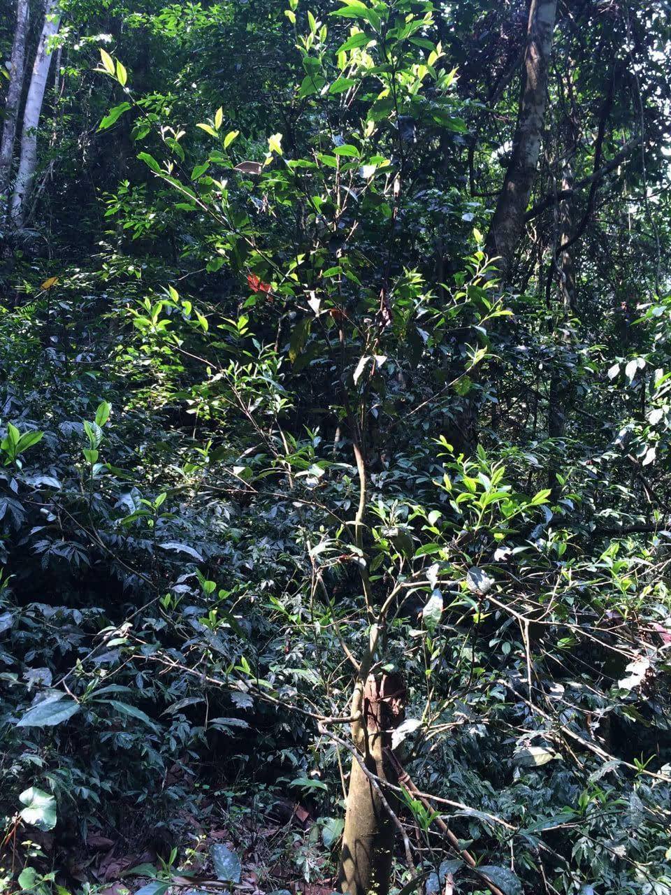 2022年高山寨古樹春茶多少錢一公斤？