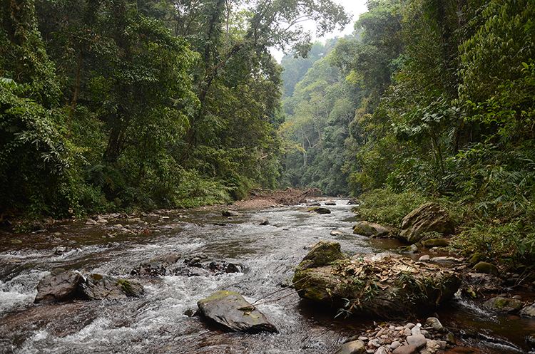 2022年銅箐河古樹春茶特點(diǎn)？