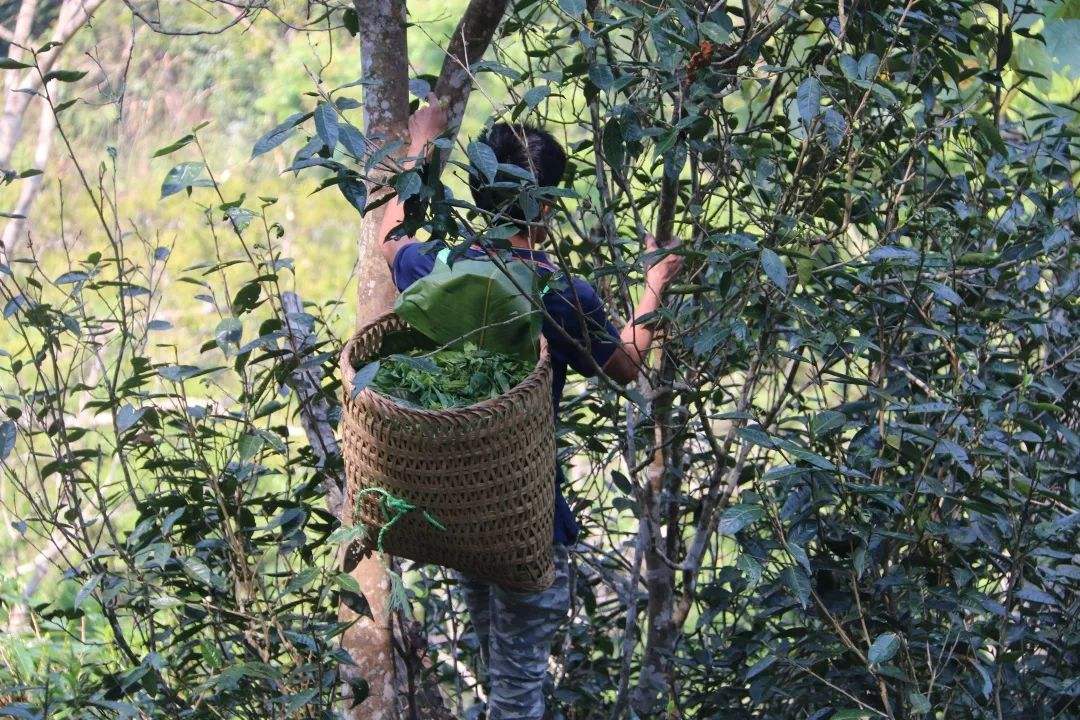 2022年百花潭古樹春茶特點(diǎn)？