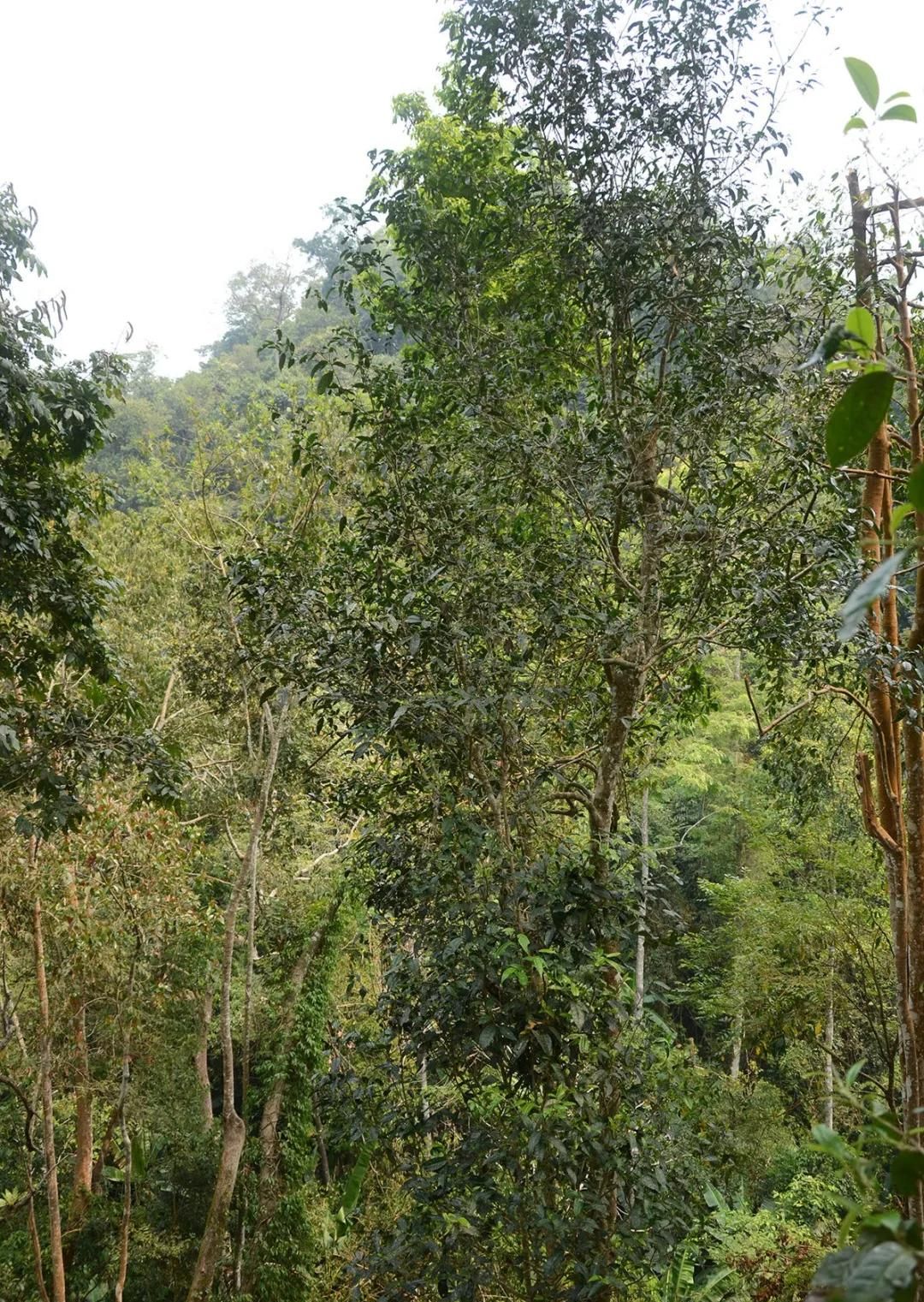 2022年百花潭古樹春茶價格？