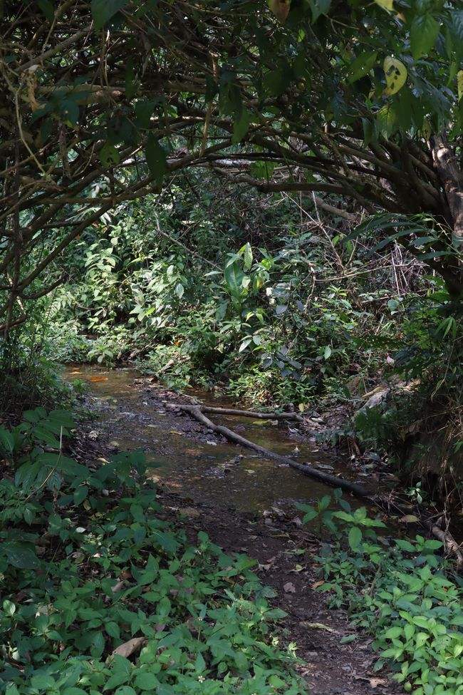 2022年蟒蛇箐古樹春茶特點(diǎn)？