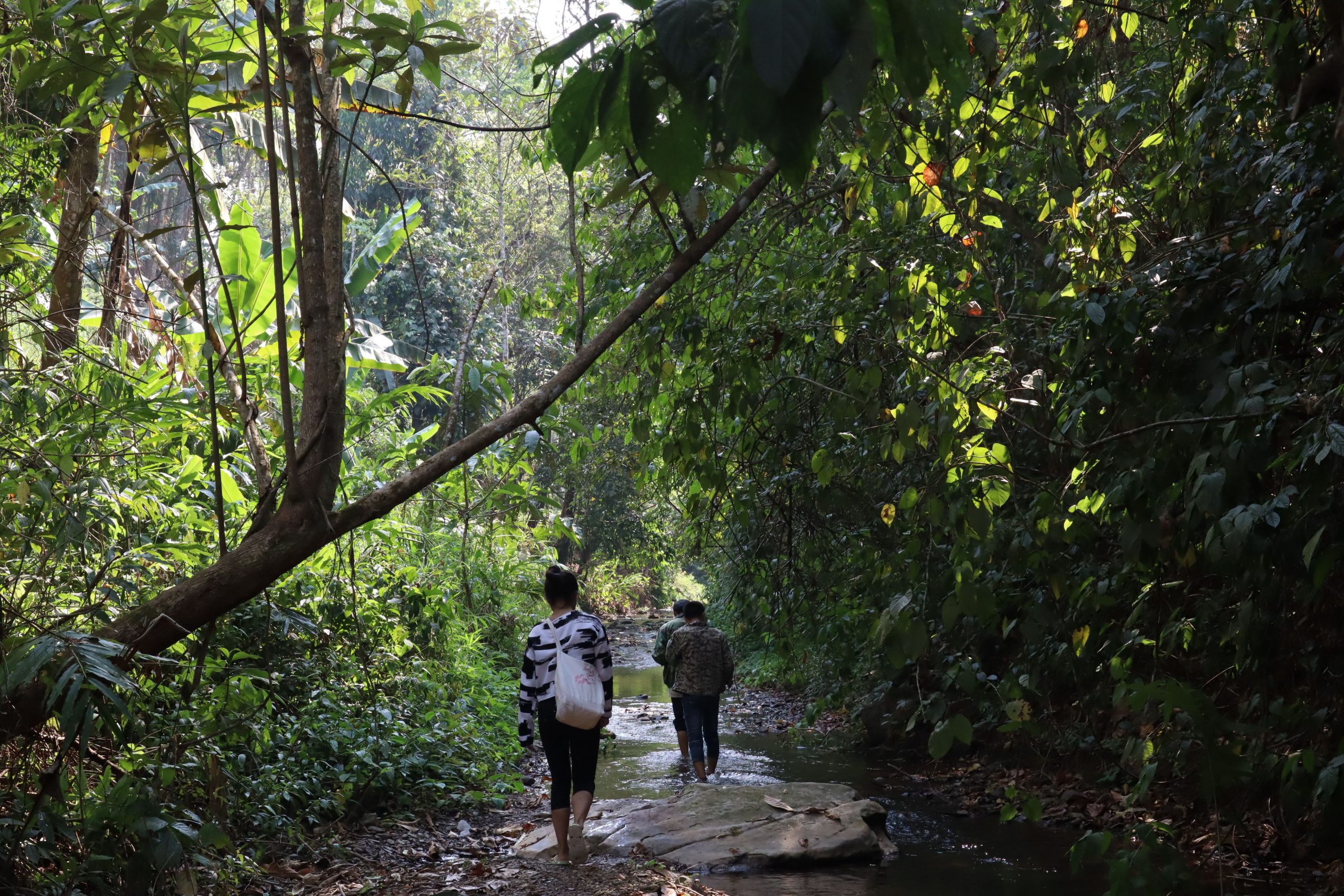 2022年蟒蛇箐古樹春茶口感？