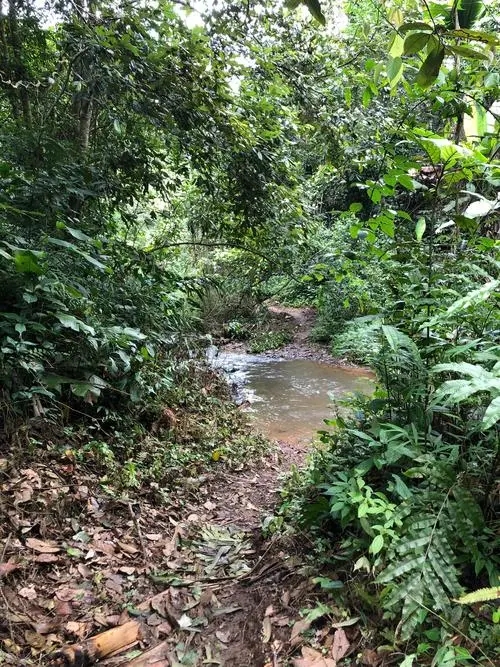 2022年蟒蛇箐古樹春茶價格？