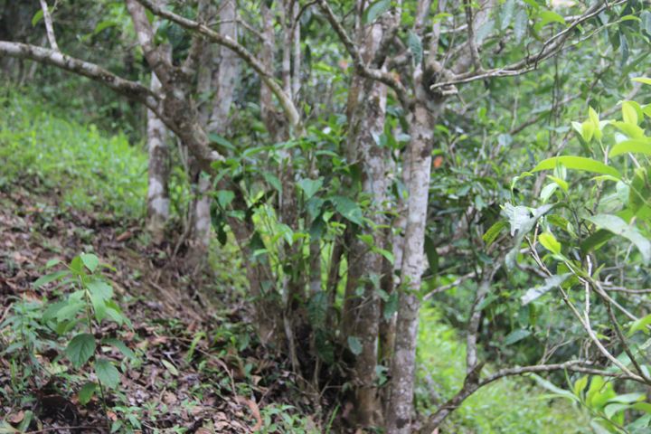 2022年銅箐河古樹春茶多少錢一公斤？