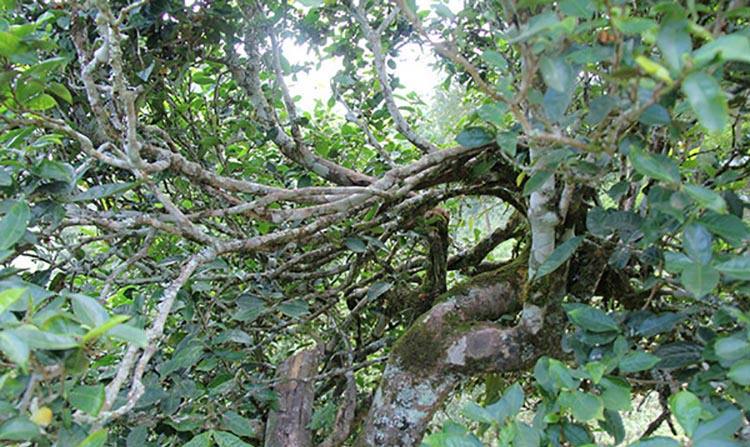 2022年倚邦曼拱古樹春茶特點(diǎn)？