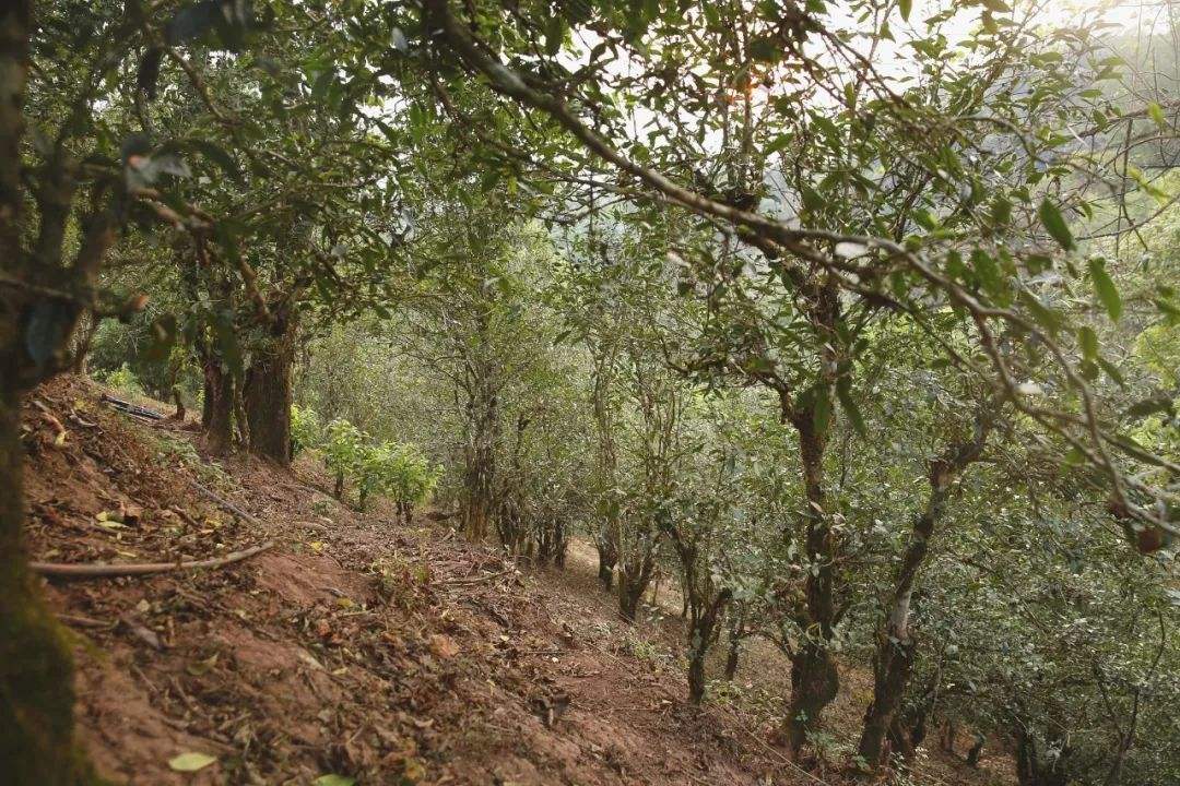 2022年倚邦曼拱古樹春茶口感？