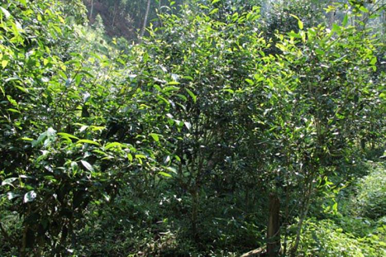 2022年倚邦曼拱古樹春茶價格？