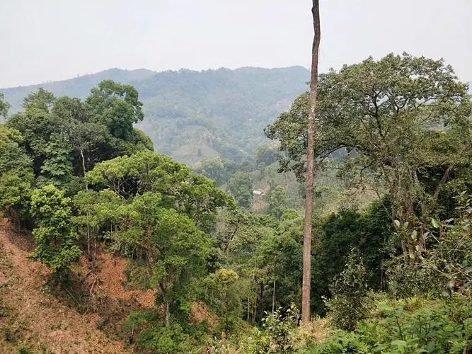 2022年極韻倚邦香—倚邦曼拱古樹春茶