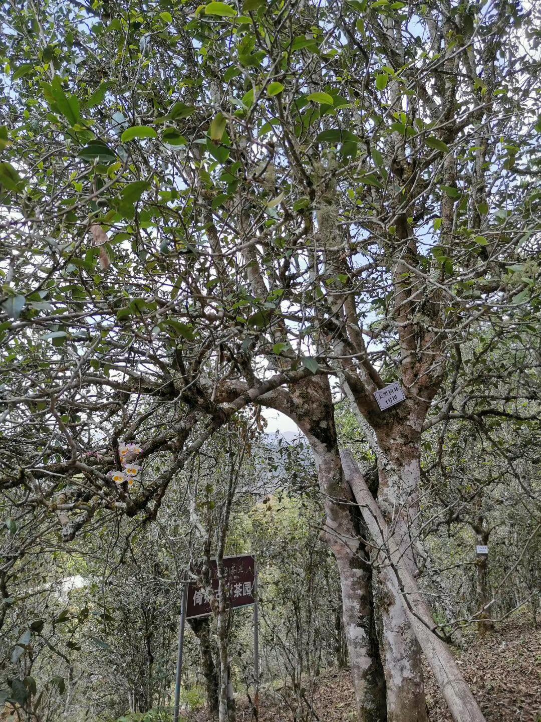 2022年大黑樹林古樹春茶特點？