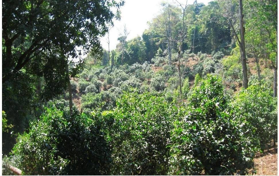 2022年大黑樹林古樹春茶口感？