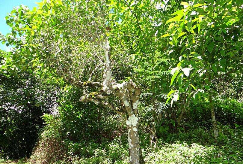 2022年大黑樹林古樹春茶價格？