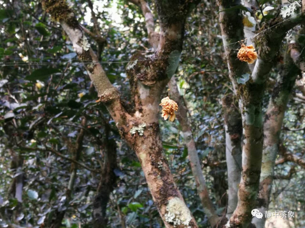 2022年大黑森林古樹春茶多少錢一公斤？