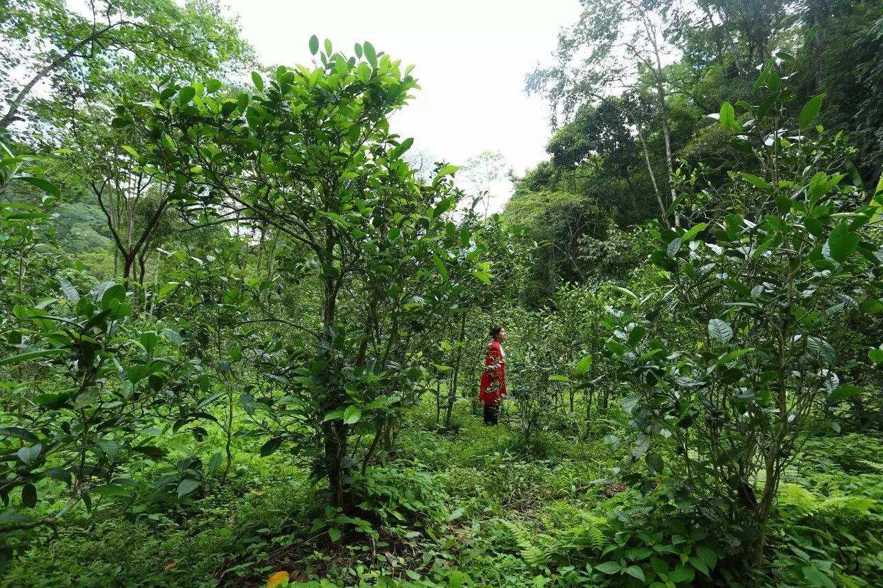 2022年曼松古樹春茶口感？