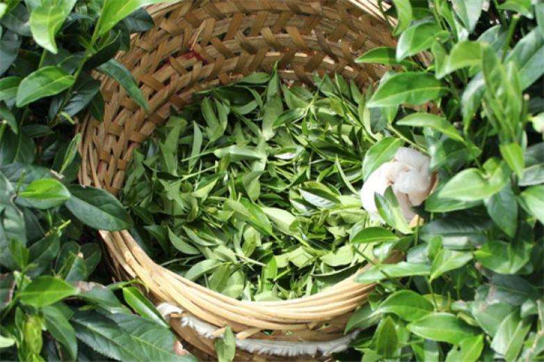 2022年曼松古樹春茶價格？