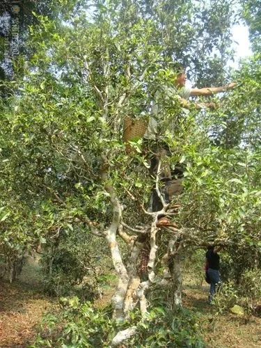 2022年蠻磚古樹春茶價格？