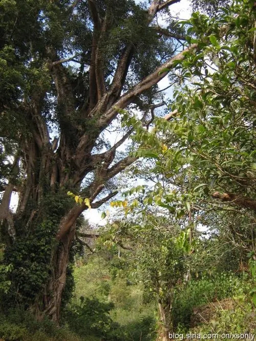 2022年蠻磚古樹春茶多少錢一公斤？