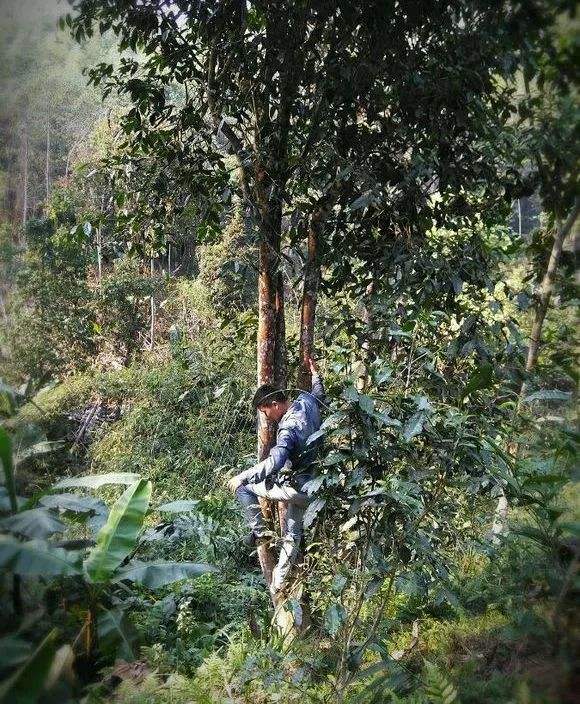 2022年桃子寨古樹春茶特點？