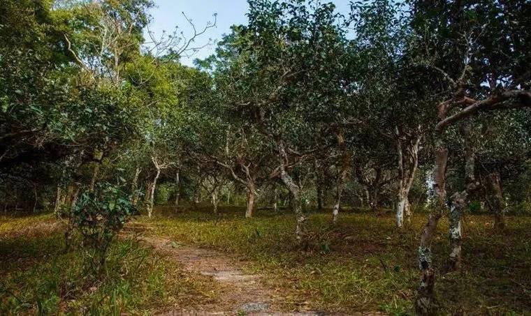 2022年桃子寨古樹春茶價格？