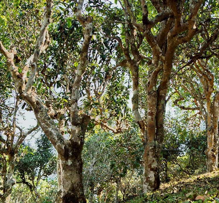 2022年蠻磚瓦龍古樹春茶價格？