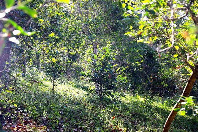 2022年革登古樹春茶價格？