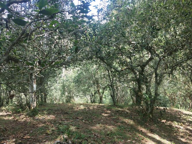 2022年革登古樹春茶多少一公斤？