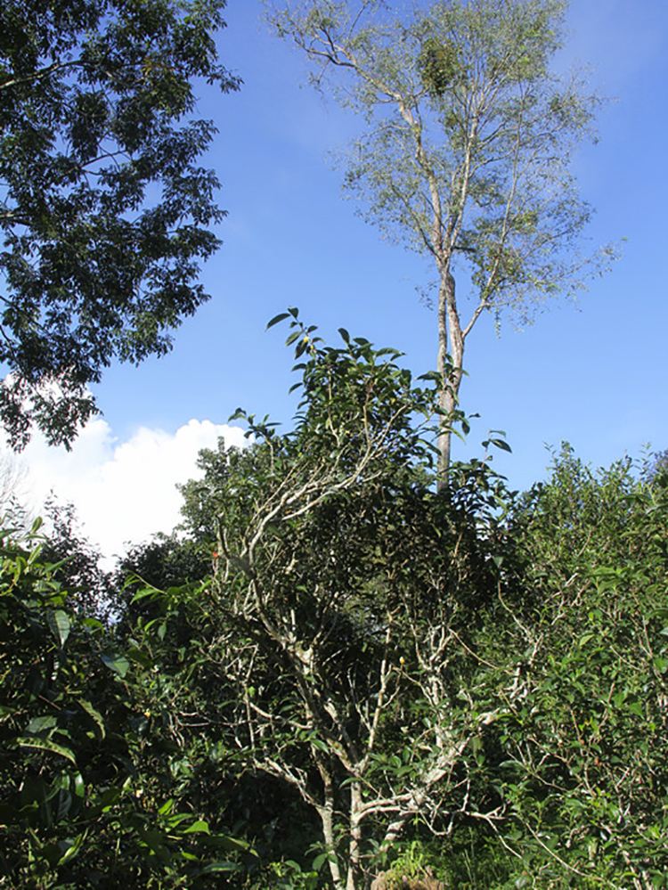 2022年莽枝古樹春茶口感？