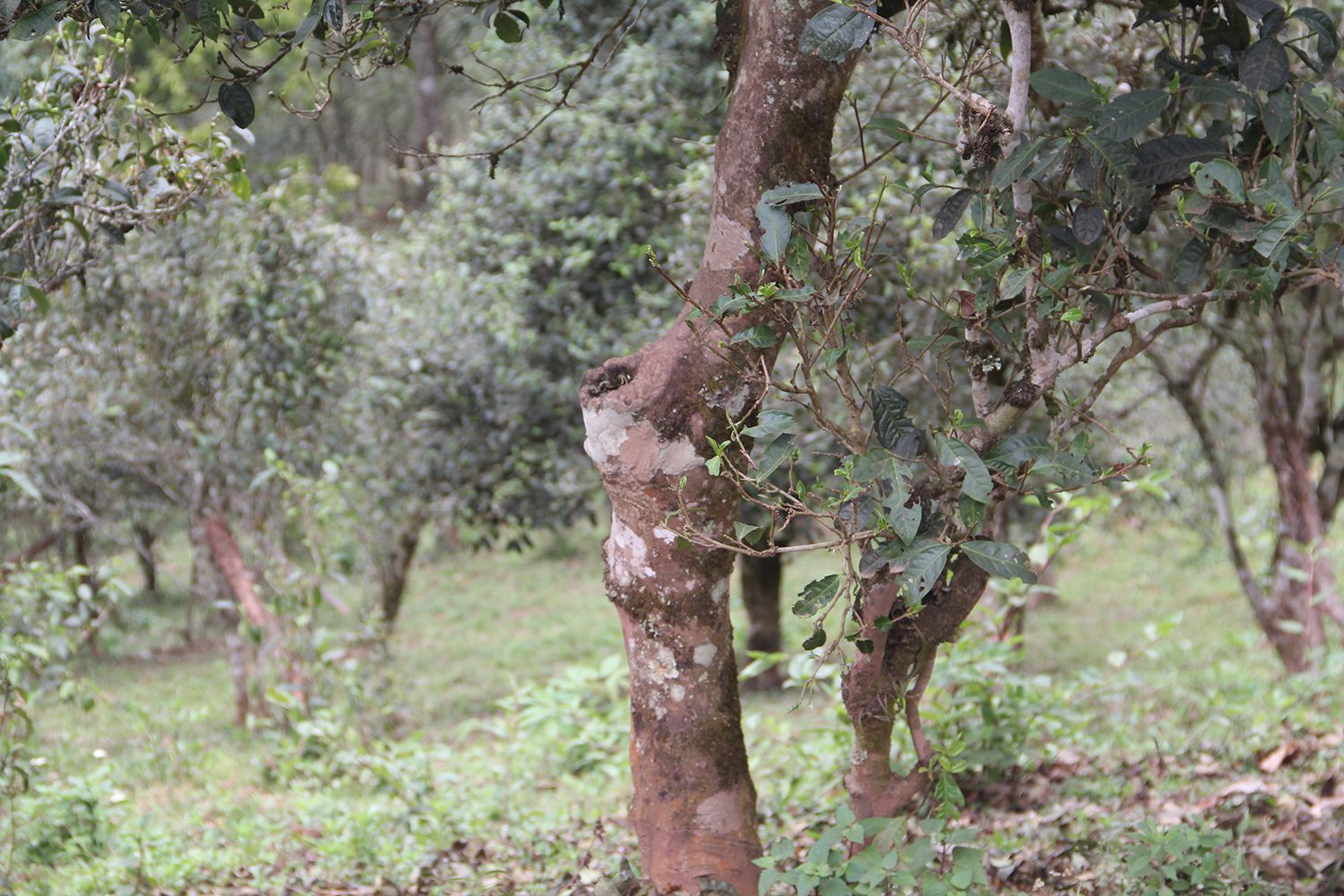 2022年莽枝古樹春茶價格？