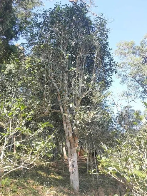 2022年莽枝古樹春茶多少錢一公斤？