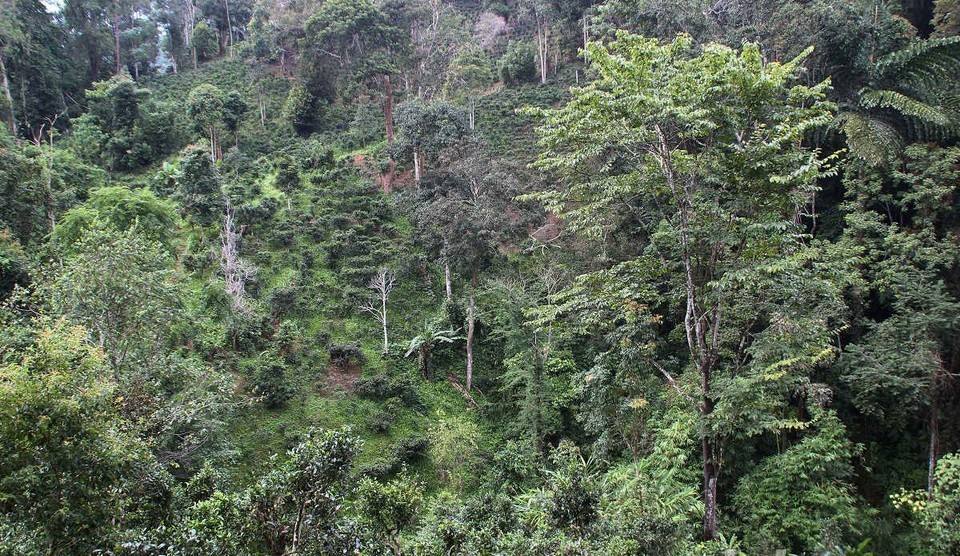 2022年攸樂(lè)古樹(shù)春茶價(jià)格？