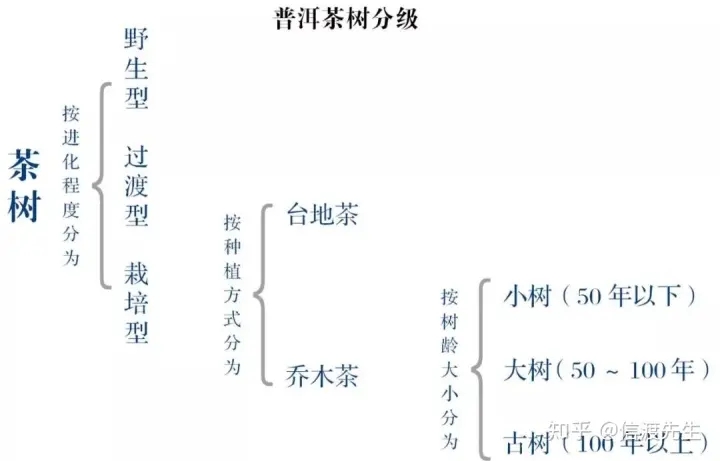 2022年按順序排列普洱茶樹等級 怎么分？