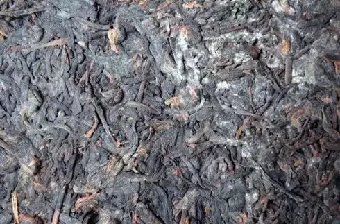 普洱茶泡了之后有霉味怎么辦？