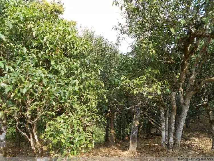 普洱茶山野味怎么解釋？