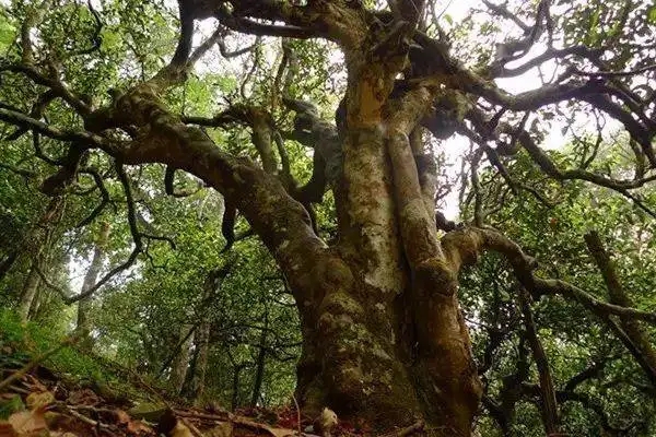 冰島！普洱茶界最有名的山頭，一次性把冰島茶講清楚！