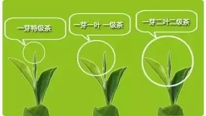 普洱茶如何分級(jí)？