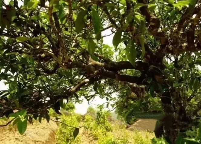 如何鑒別普洱茶樹齡？