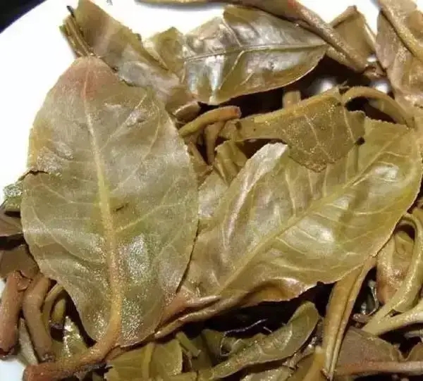 怎么看古樹普洱茶葉底？
