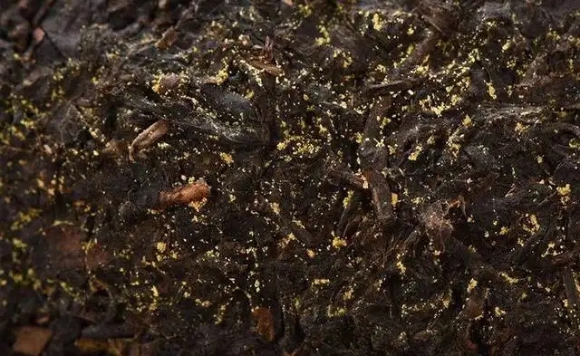 普洱茶的金花怎么鑒別？