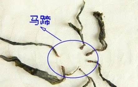 馬蹄竟然還能喝？普洱茶里的馬蹄你有了解過(guò)嗎？