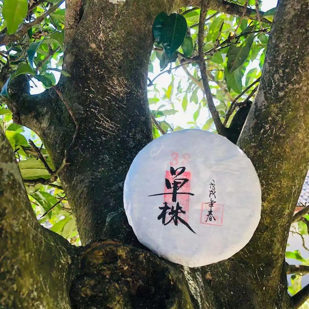 普洱茶單株是什么，好在哪里？