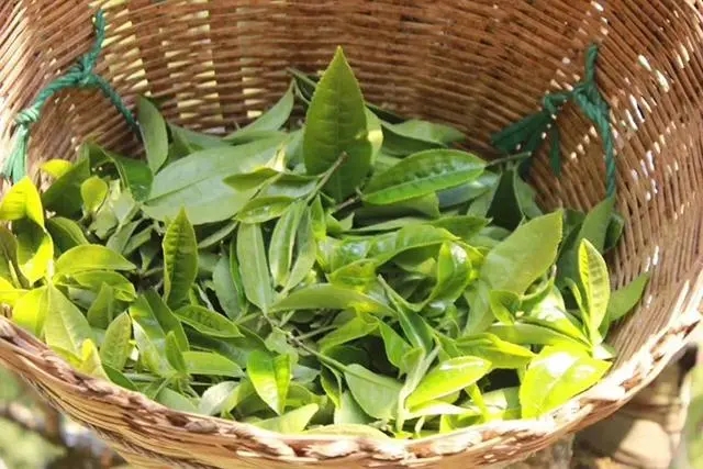 普洱茶3大核心產區(qū)，請好好收藏！